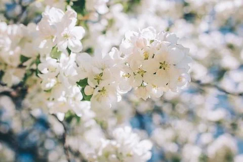 Branch of a blossoming apple tree in a spring garden. Spring blossom. Selecti Stock Photos