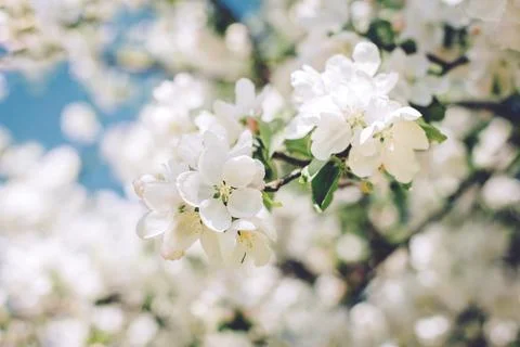 Branch of a blossoming apple tree in a spring garden. Spring blossom. Selecti Stock Photos
