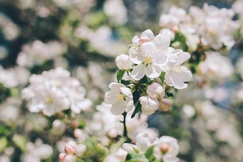 Branch of a blossoming apple tree in a spring garden. Spring blossom. Selecti Stock Photos