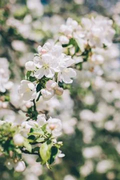 Branch of a blossoming apple tree in a spring garden. Spring blossom. Selecti Stock Photos