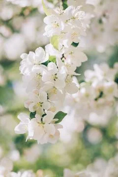 Branch of a blossoming apple tree in a spring garden. Spring blossom. Selecti Stock Photos