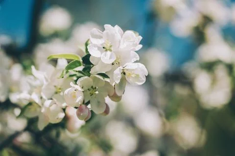 Branch of a blossoming apple tree in a spring garden. Spring blossom. Selecti Stock Photos