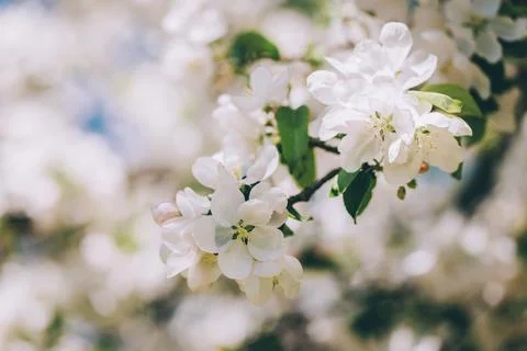 Branch of a blossoming apple tree in a spring garden. Spring blossom. Selecti Foto stock