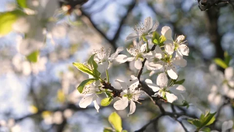 A branch of a blossoming apple tree sways in the wind. Stock Footage 130651079