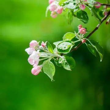 A branch of blossoming Apple trees in springtime, close-up Stock Photos