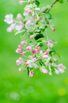 A branch of blossoming Apple trees in springtime, close-up Stock Photos