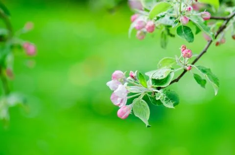 A branch of blossoming Apple trees in springtime, close-up Stock Photos