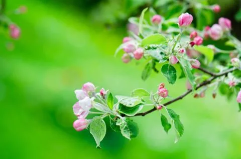 A branch of blossoming Apple trees in springtime, close-up Stock Photos