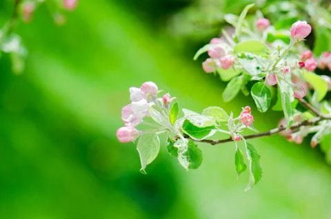 A branch of blossoming Apple trees in springtime, close-up Stock Photos