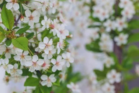 Branch of the blossoming bird cherry tree Foto stock