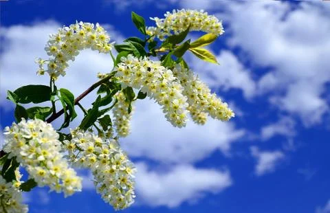 Branch of blossoming bird-cherry tree on a background of a cloudy sky. Stock Photos