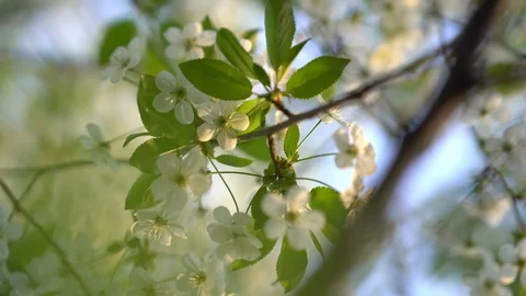 Branch of blossoming cherry Stock Footage 107085891