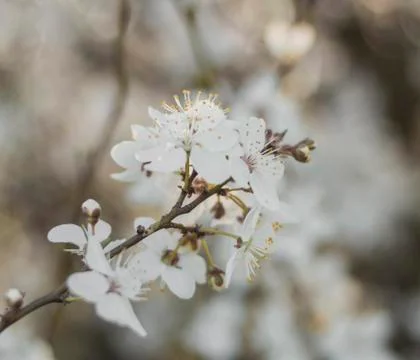 Branch of blossoming cherry in the garden against the background of foliage Stock Photos
