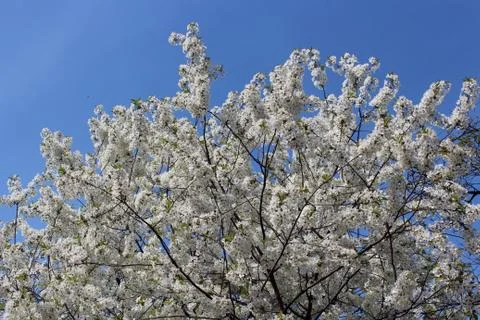 Branch of blossoming cherry Stock Photos