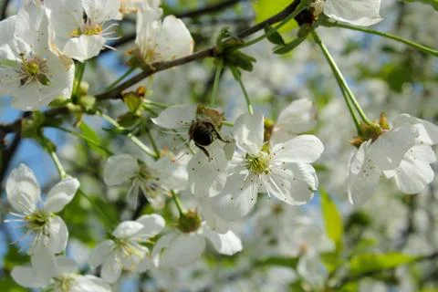 Branch of blossoming cherry Stock Photos