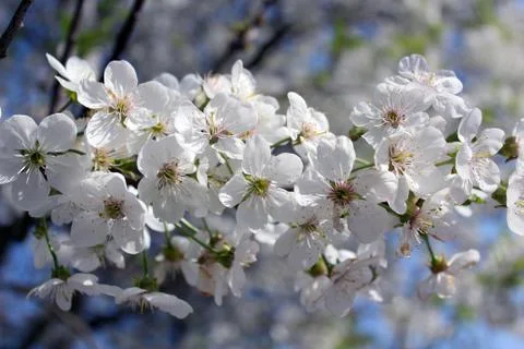Branch of blossoming cherry Foto stock