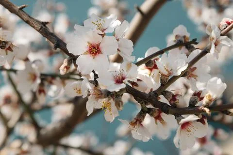 Branch of blossoming cherry plum in spring Foto stock