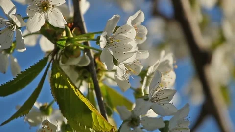 The branch of blossoming cherry swaying by the wind against the blue sky Stock Footage 75026769