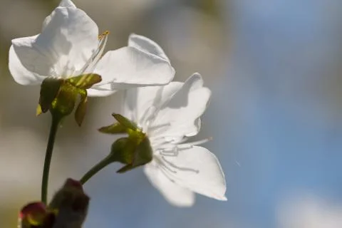 Branch of a blossoming cherry tree Stock Photos