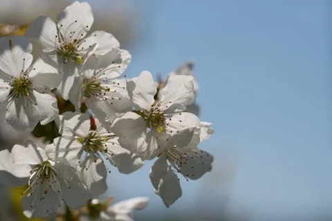 Branch of a blossoming cherry tree Stock Photos