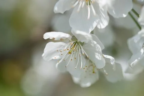 Branch of a blossoming cherry tree Stock-Fotos