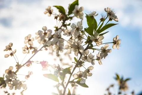 Branch of blossoming cherry tree Stock Photos