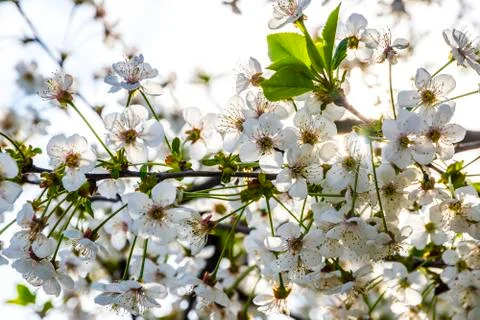 Branch of blossoming cherry tree Stock Photos