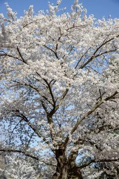 A branch of a blossoming cherry tree in spring. Stock Photos