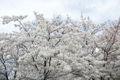 A branch of a blossoming cherry tree in spring. Toronto. Stock Photos