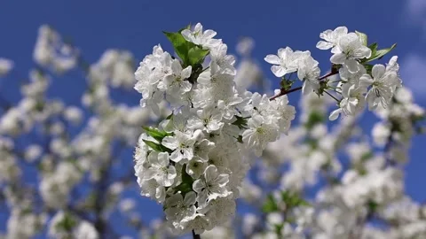 Branch of a blossoming cherry tree sways from the wind, against the backdrop of Stock Footage 272896013