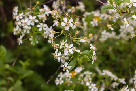 Branch of a blossoming cherry tree with white flowers Stock Photos