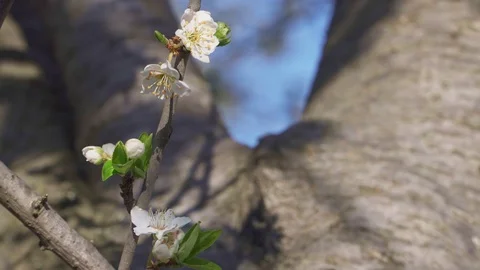 A branch of a blossoming fruit tree on a blurred background of a tree trunk Stock Footage 105533380