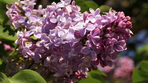 A branch of a blossoming lilac Stock-Footage 88712952