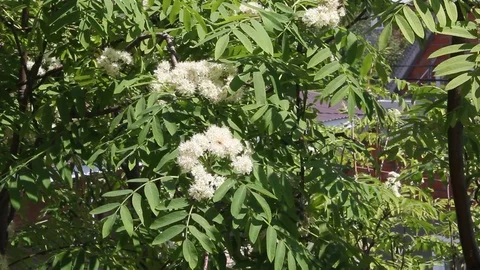 A branch of a blossoming mountain ash Video stock 100284217
