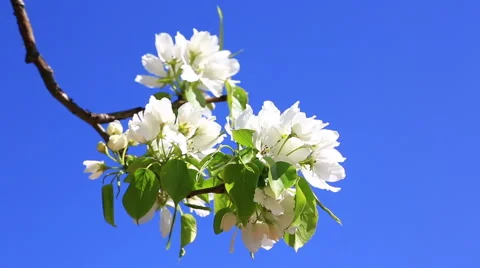 Branch of the blossoming pear tree against the blue sky Video stock 49921211