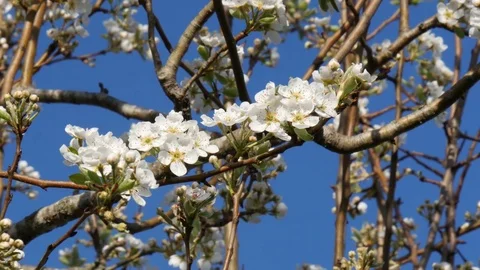 Branch of a blossoming pear tree with beautiful flowers Stock Footage 74085367