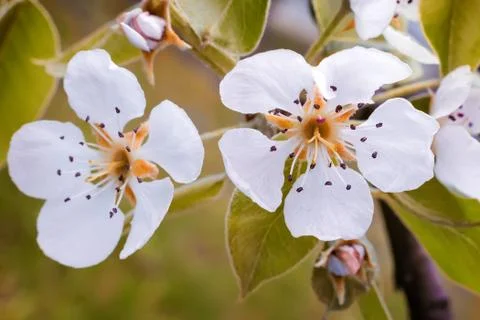 A branch of a blossoming pear tree. Stock Photos