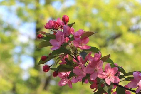 A branch of a blossoming pink apple tree on a background of green trees and sky Stock Photos
