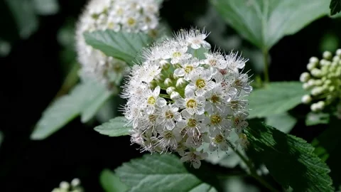 A branch of a blossoming tree. 4k Stock Footage 155860497