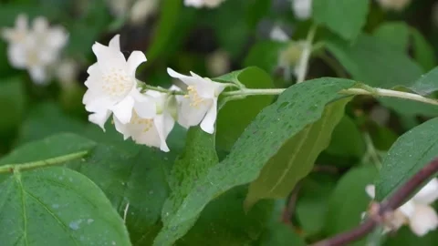 A branch of a blossoming tree. 4k Stock Footage 156079873