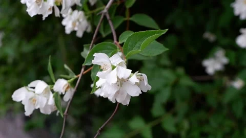 A branch of a blossoming tree. 4k Stock Footage 156547126