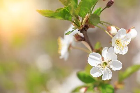 Branch of blossoming tree macro with sunlight Foto stock
