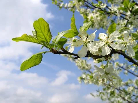 Branch of a blossoming tree Stock Photos