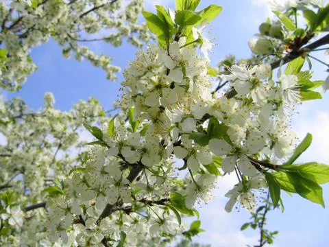 Branch of a blossoming tree Stock Photos
