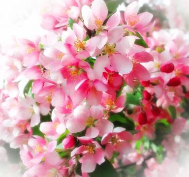 Branch of a blossoming tree Stock-Fotos