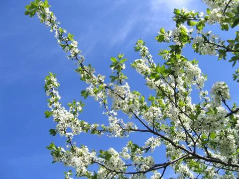 Branch of a blossoming tree Stock-Fotos