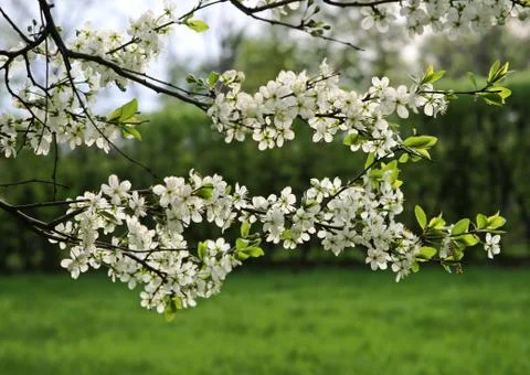 Branch of a blossoming tree Stock Photos