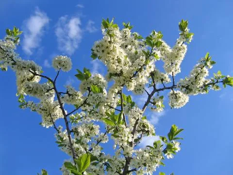 Branch of blossoming tree Stock Photos