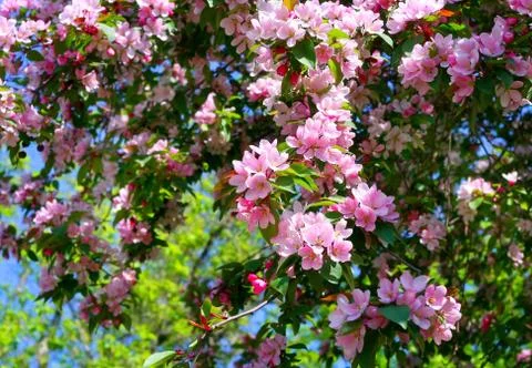 Branch of a blossoming tree Foto stock