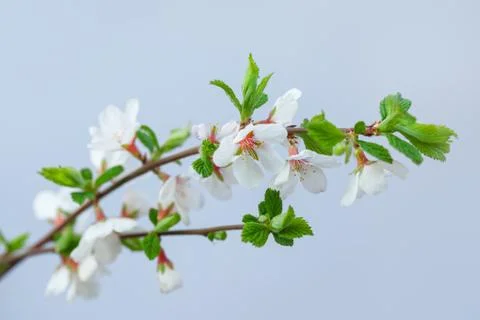 Branch of a blossoming tree Stock Photos